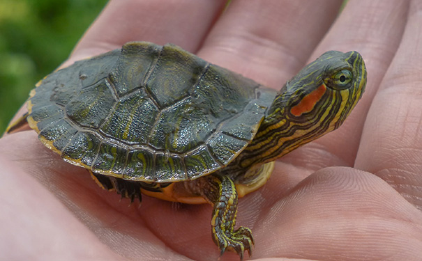 巴西龟龟壳发红原因及处理方法