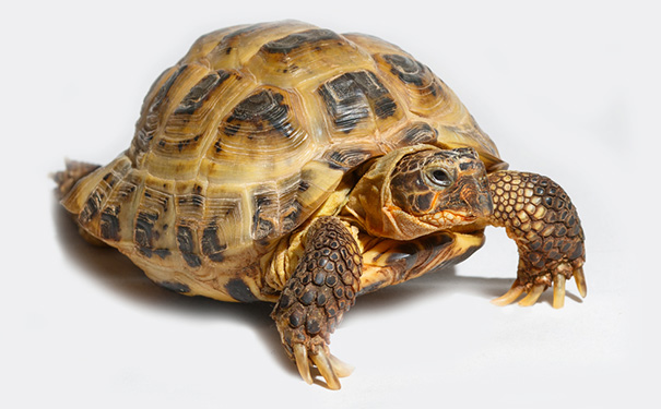 乌龟龟壳发白的原因及处理方法