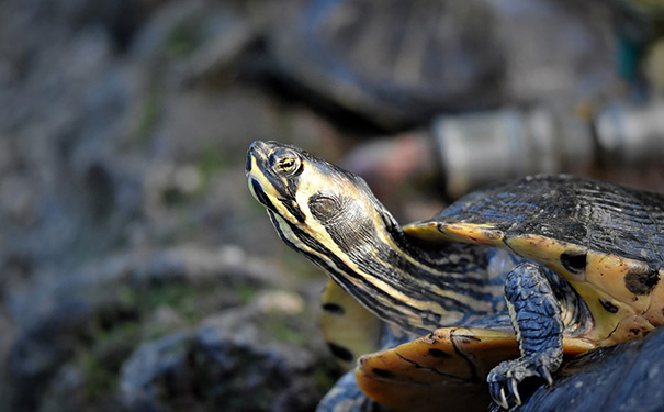 乌龟为什么会一直张嘴？