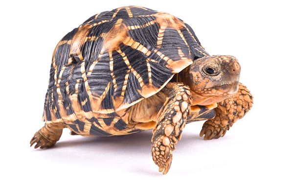 巴西龟不能养的原因及注意事项