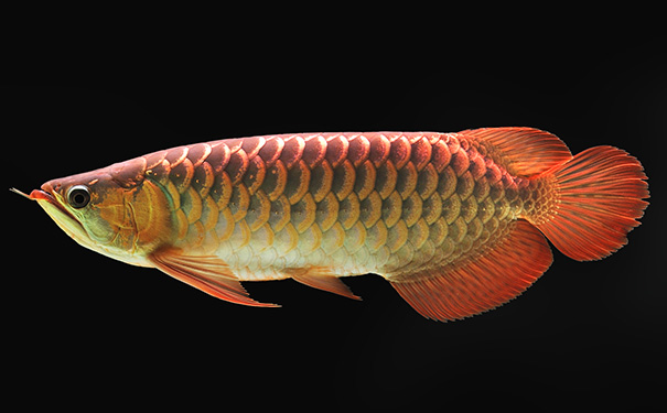 金鱼为什么浮在水面呼吸？