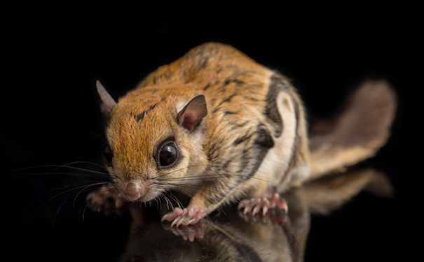 仓鼠刨木屑的原因及如何处理