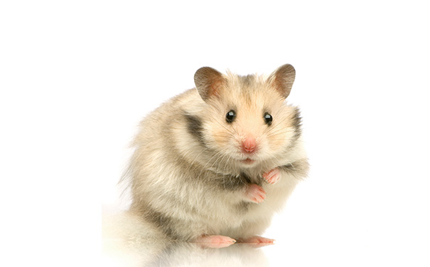 仓鼠为何喜欢吃棉花？如何处理以及注意事项是什么？