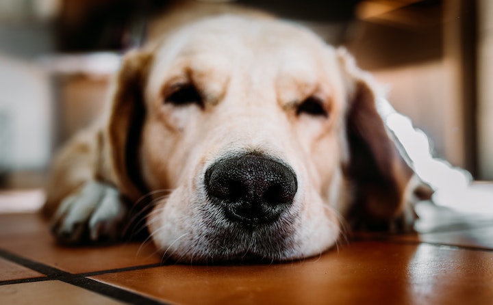 狗狗为什么嗜睡？如何处理和注意事项？