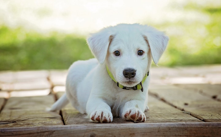 美国恶霸犬眼睛有眼屎是什么原因引起的？