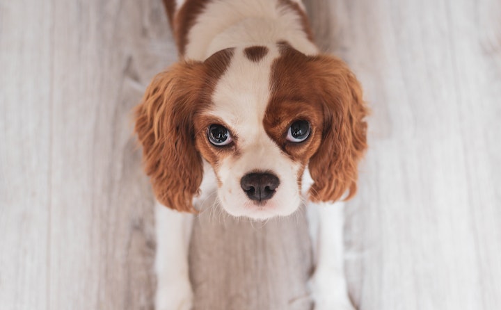 狗狗的眼屎多是什么原因？如何处理以及注意事项是什么？