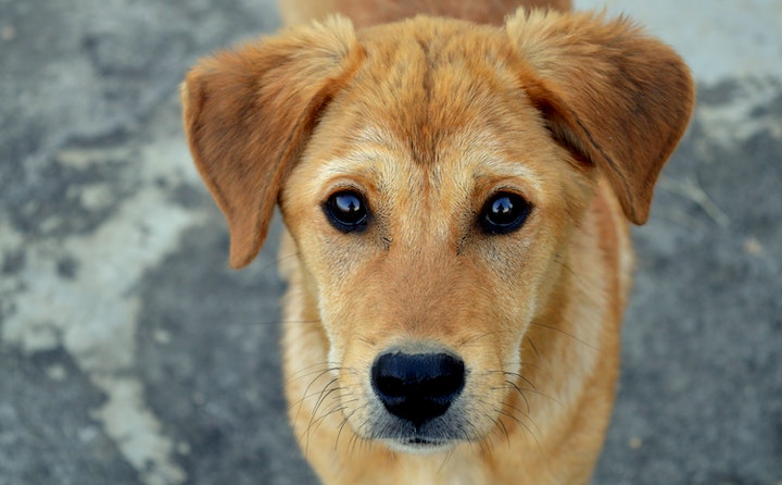 狗狗肚子有个包像肿瘤是什么原因？如何处理以及注意事项？