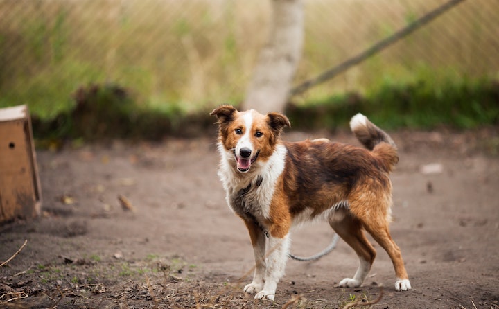 犬出血性胃肠炎的原因、处理方法和注意事项