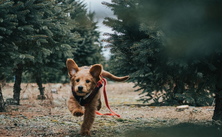 芬兰拉普猎犬细小的原因及处理方法