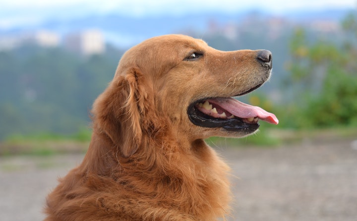德国杜宾犬干咳的原因及处理方法