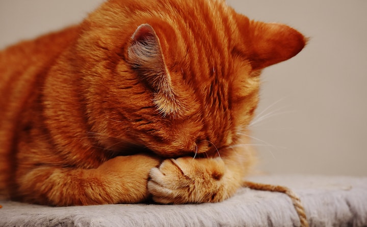 猫咪持续呕吐可能的原因及处理方法
