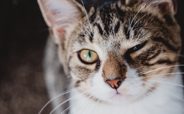 宠物猫眼睛发炎怎么办？猫咪眼睛发炎的原因