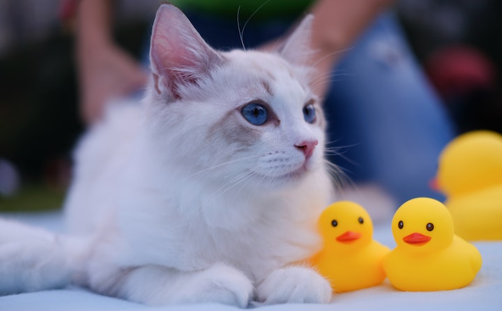 蓝白折耳猫最多能活多久？蓝白折耳猫好养吗