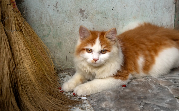 缅甸猫到处尿的原因及处理方法