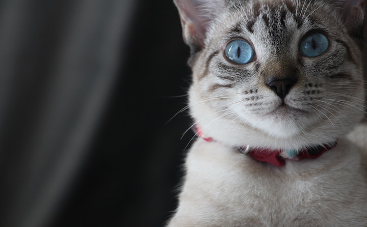 猫咪生长前的症状有哪些？