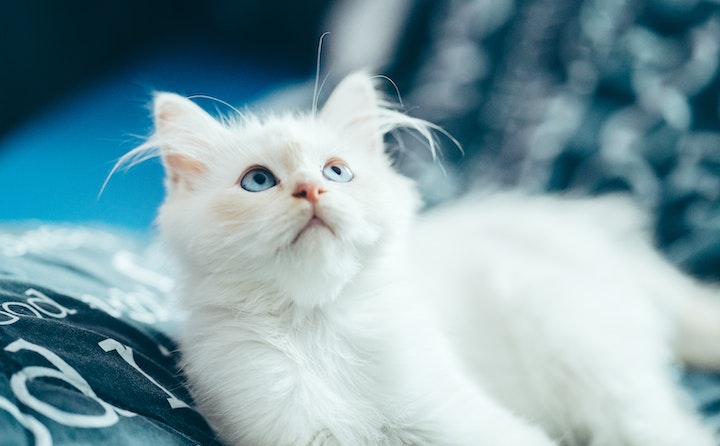 猫角膜炎的原因及处理方法