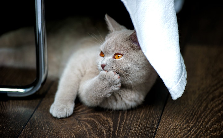 猫咪乱拉尿的原因及处理方法