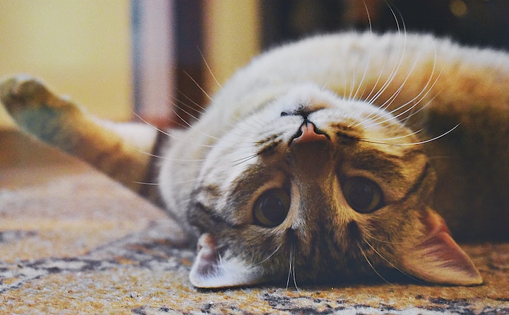 猫咪眼睛睁不开的原因及处理方法