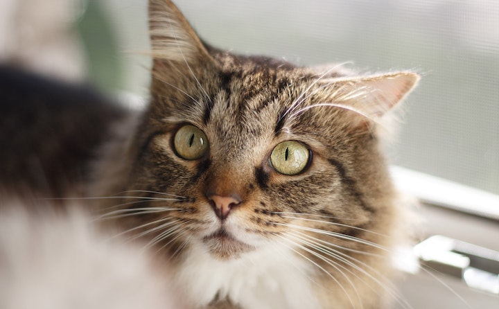 猫咪眼睛有脓黄眼屎的原因及处理方法
