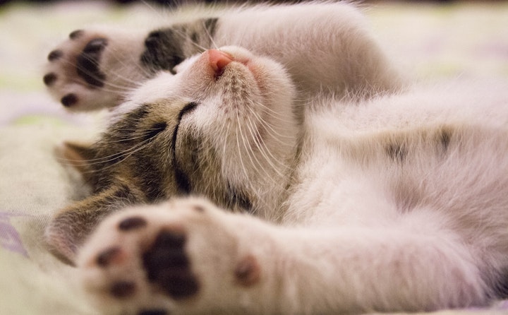 肯尼亚猫为什么喜欢蜷着睡？