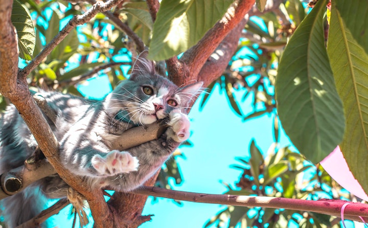 锈斑豹猫是什么猫