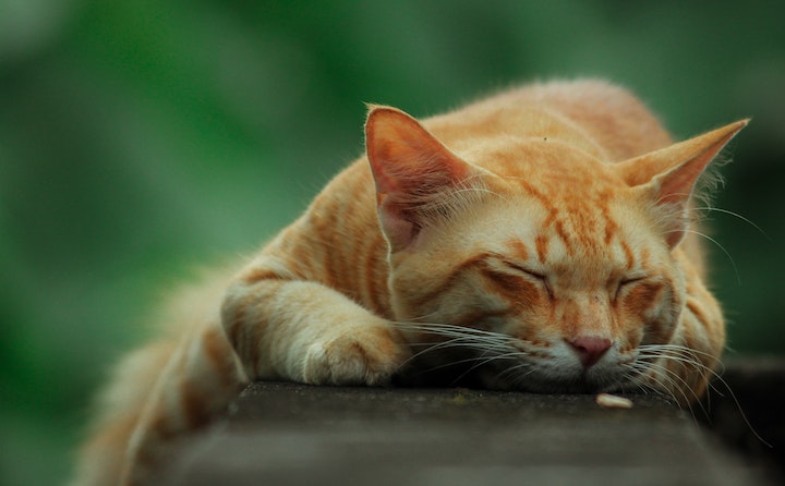 猫吐白沫的原因及处理方法