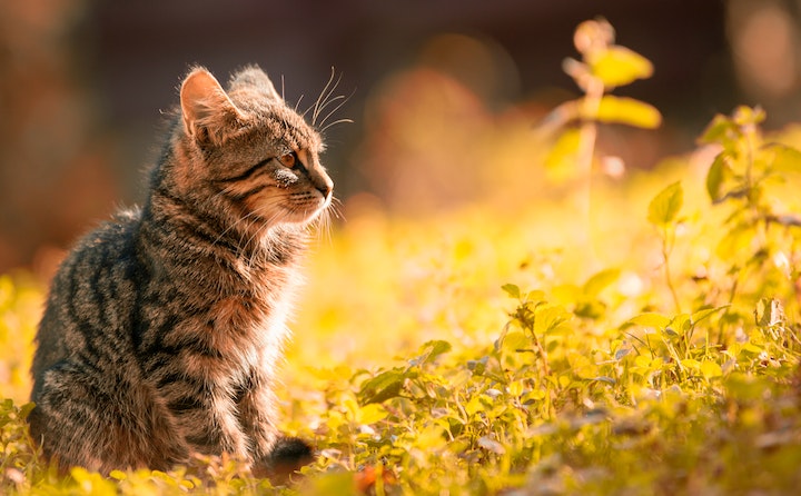 成年猫吐没消化的猫粮，原因和处理方法