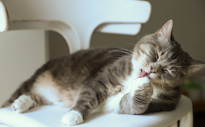 猫咪尿毒症的原因及注意事项