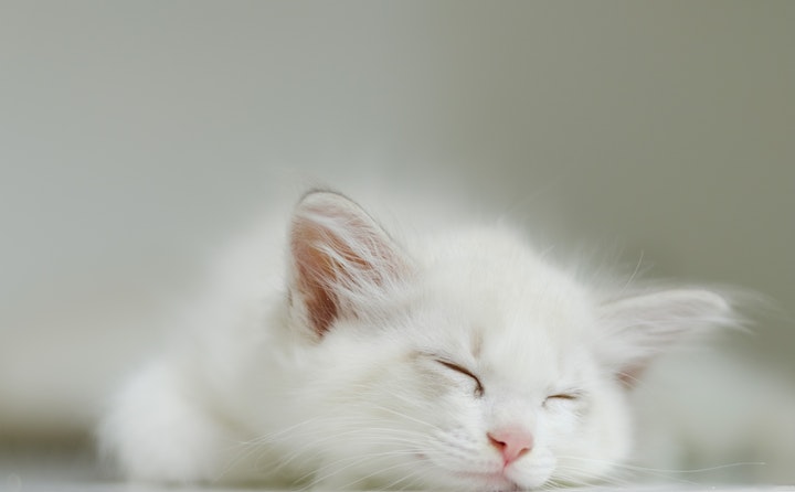 猫睡觉打呼噜是怎么回事啊