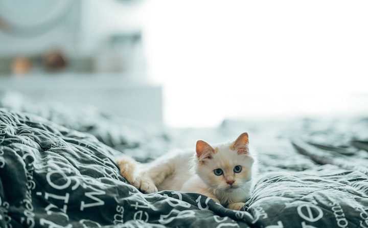 缅甸猫为什么喜欢蜷着睡？