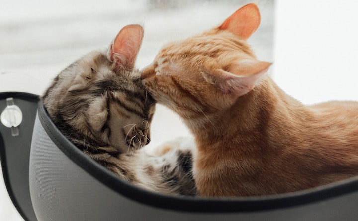 猫发出像喉咙有痰的声音是什么原因？