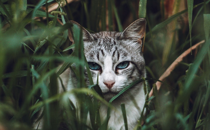 猫眼白膜的原因及处理方法