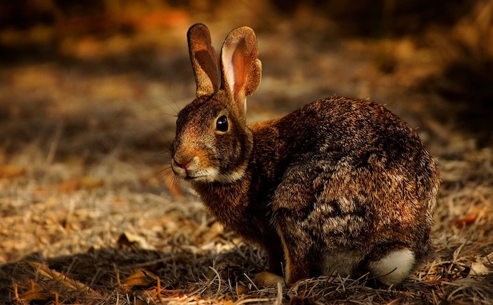 兔的寿命有多长