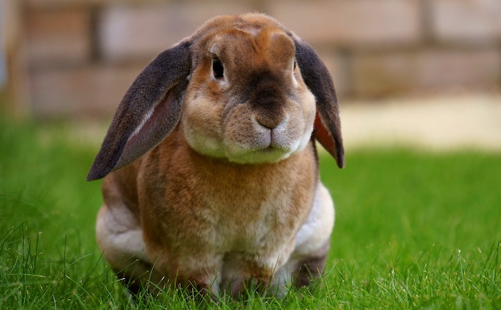 宠物兔子品种有哪些