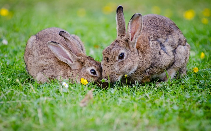 兔子为什么不吃窝边草?
