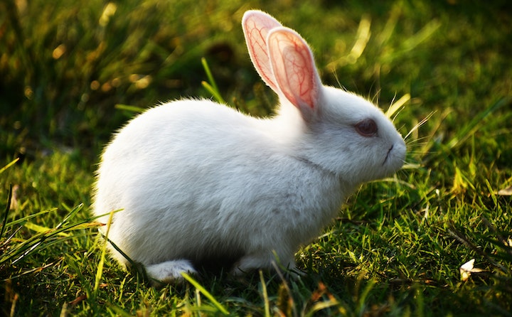 摸兔子哪里它最舒服
