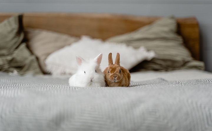 荷兰垂耳兔的生活习性 