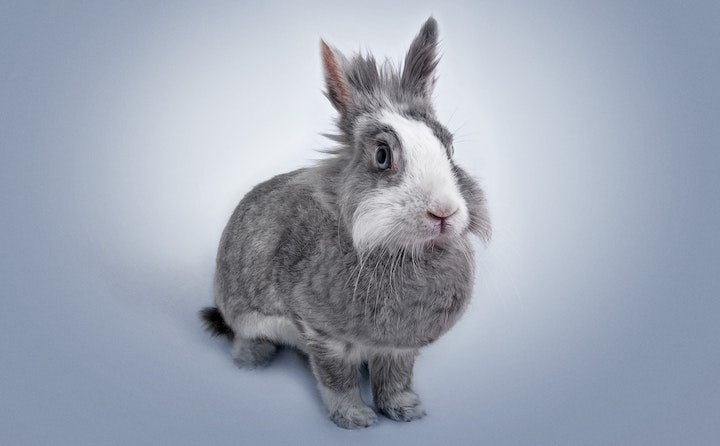 兔子多长时间生小兔 兔子一般多长时间生小兔 