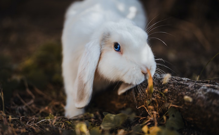 兔子更喜欢吃什么