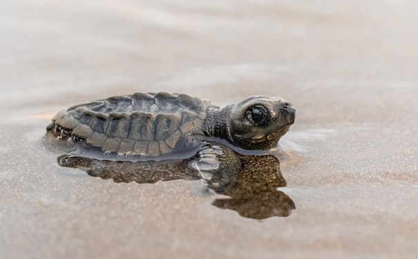 乌龟多久换一次水？