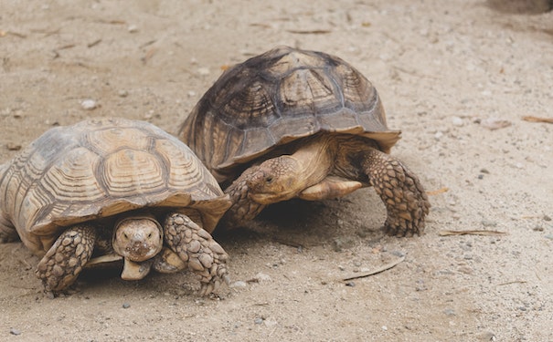 寿命最长的乌龟能活多少年