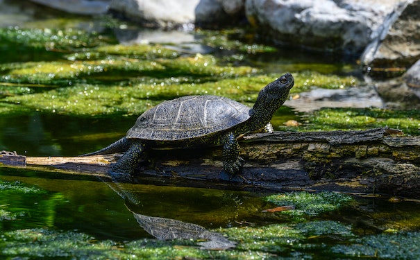 草龟可以深水养吗？