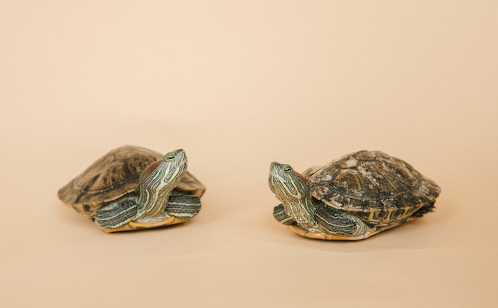 海龟的寿命有多长