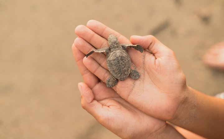 巴西龟啥时候冬眠