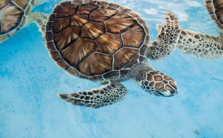 巴西龟寿命有多长？
