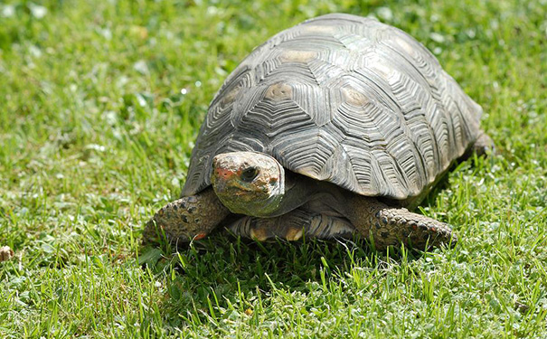 乌龟最长寿命