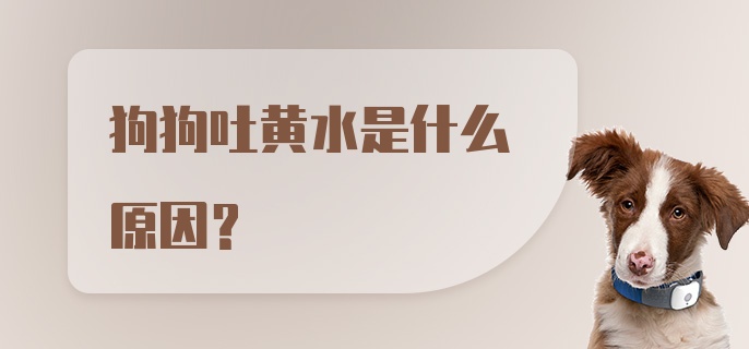 狗狗吐黄水是什么原因？