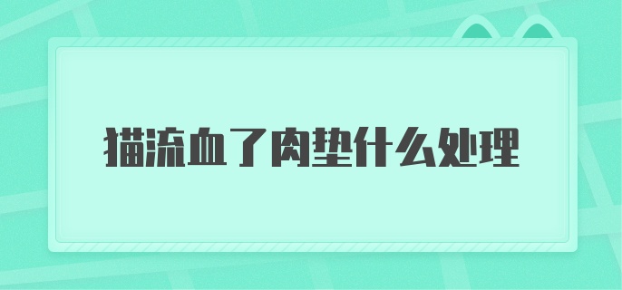 猫流血了肉垫什么处理