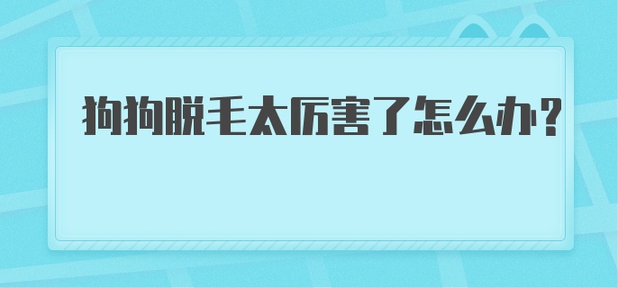 狗狗脱毛太厉害了怎么办？