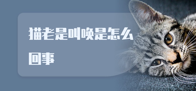 猫老是叫唤是怎么回事